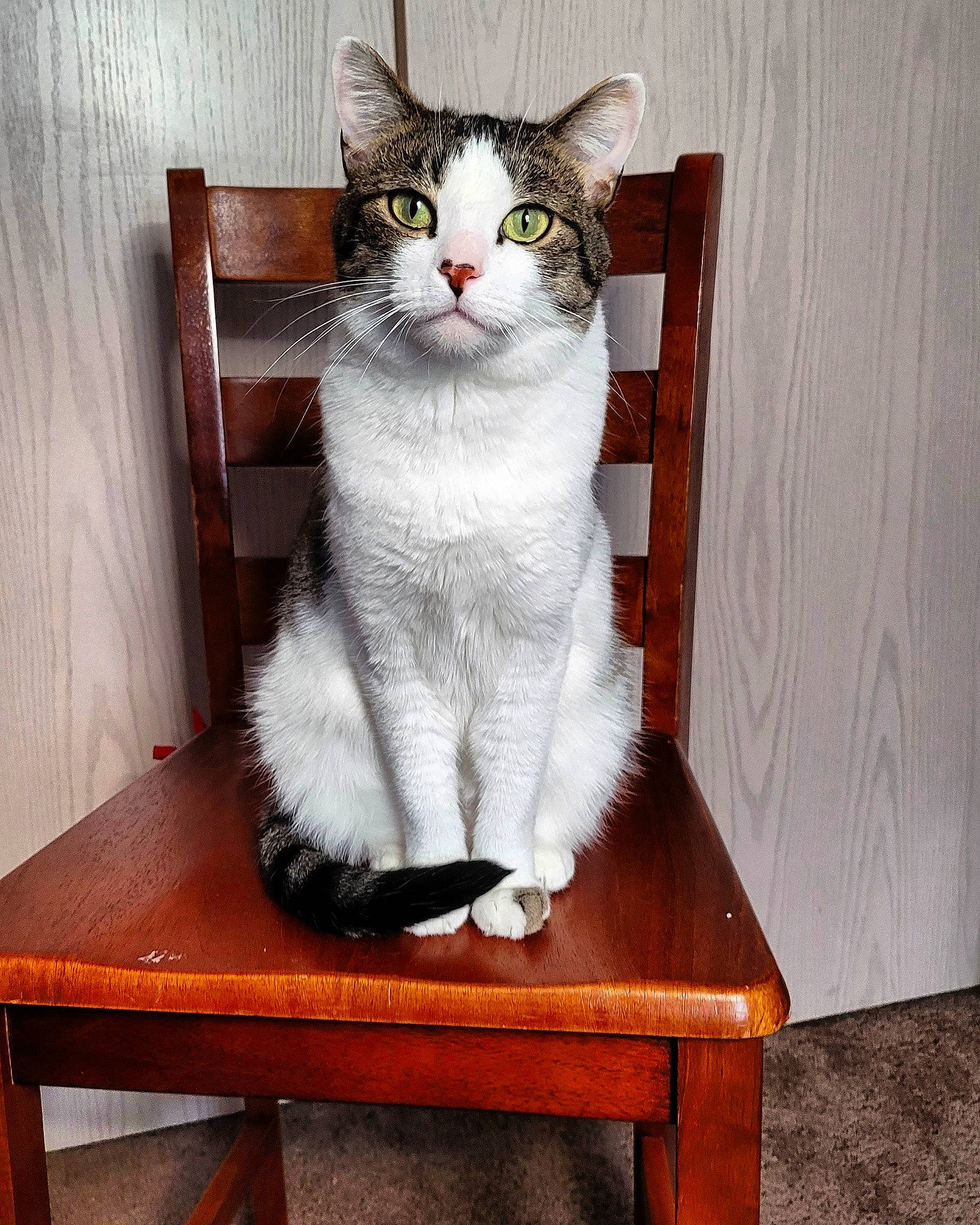 Milo joined the competition — help win amazing prizes! art, carnivore, cat, domestic_short_haired_cat, felidae, flooring, fur, furniture, grey, hardwood, paw, sitting, small_to_medium_sized_cats, table, tail, varnish, whiskers, window, wood, wood_stain