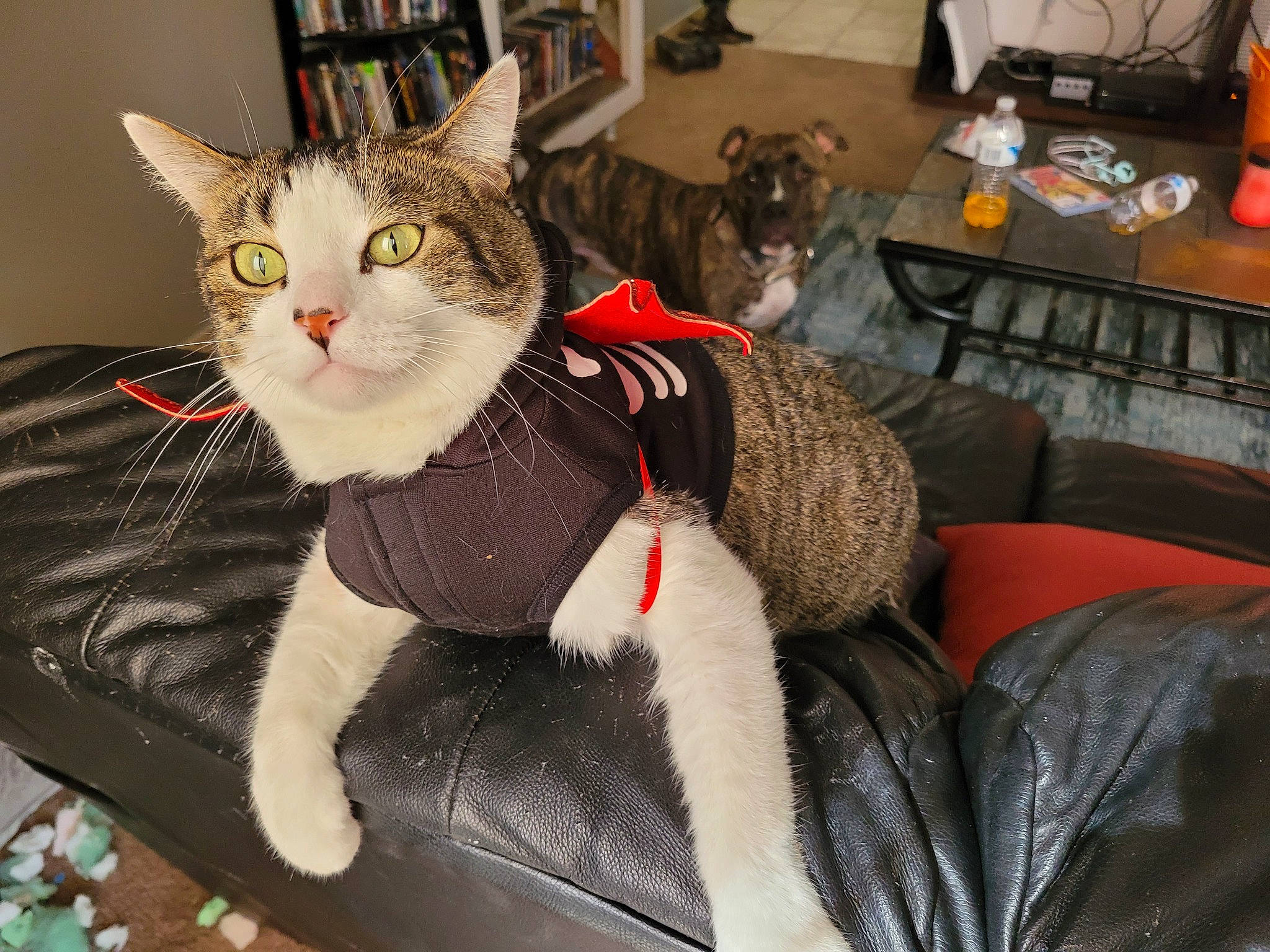 Milo is registered to the contest to win money with this photo: bookcase, carnivore, cat, cat_supply, collar, comfort, couch, domestic_short_haired_cat, felidae, fur, grey, living_room, paw, pet_supply, shelf, sitting, small_to_medium_sized_cats, snout, tail, whiskers