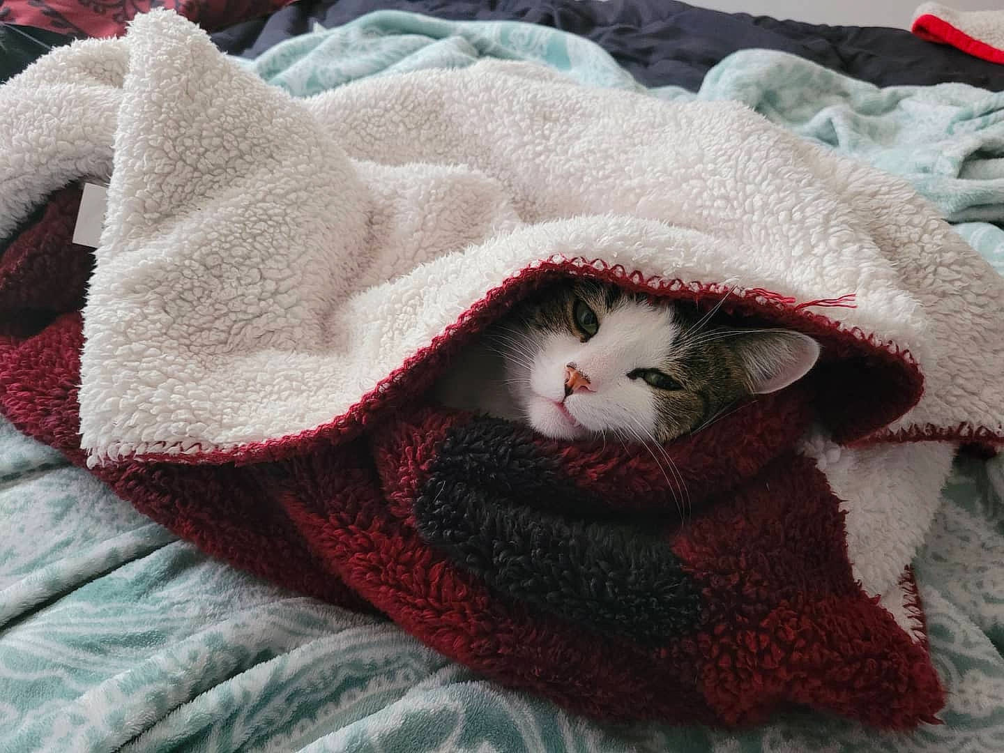 Milo is registered to the contest to win money with this photo: bedding, carmine, carnivore, cat, cat_supply, comfort, domestic_short_haired_cat, fawn, felidae, fur, linens, needlework, pattern, sleeve, small_to_medium_sized_cats, tail, whiskers, wool, woolen, woven_fabric