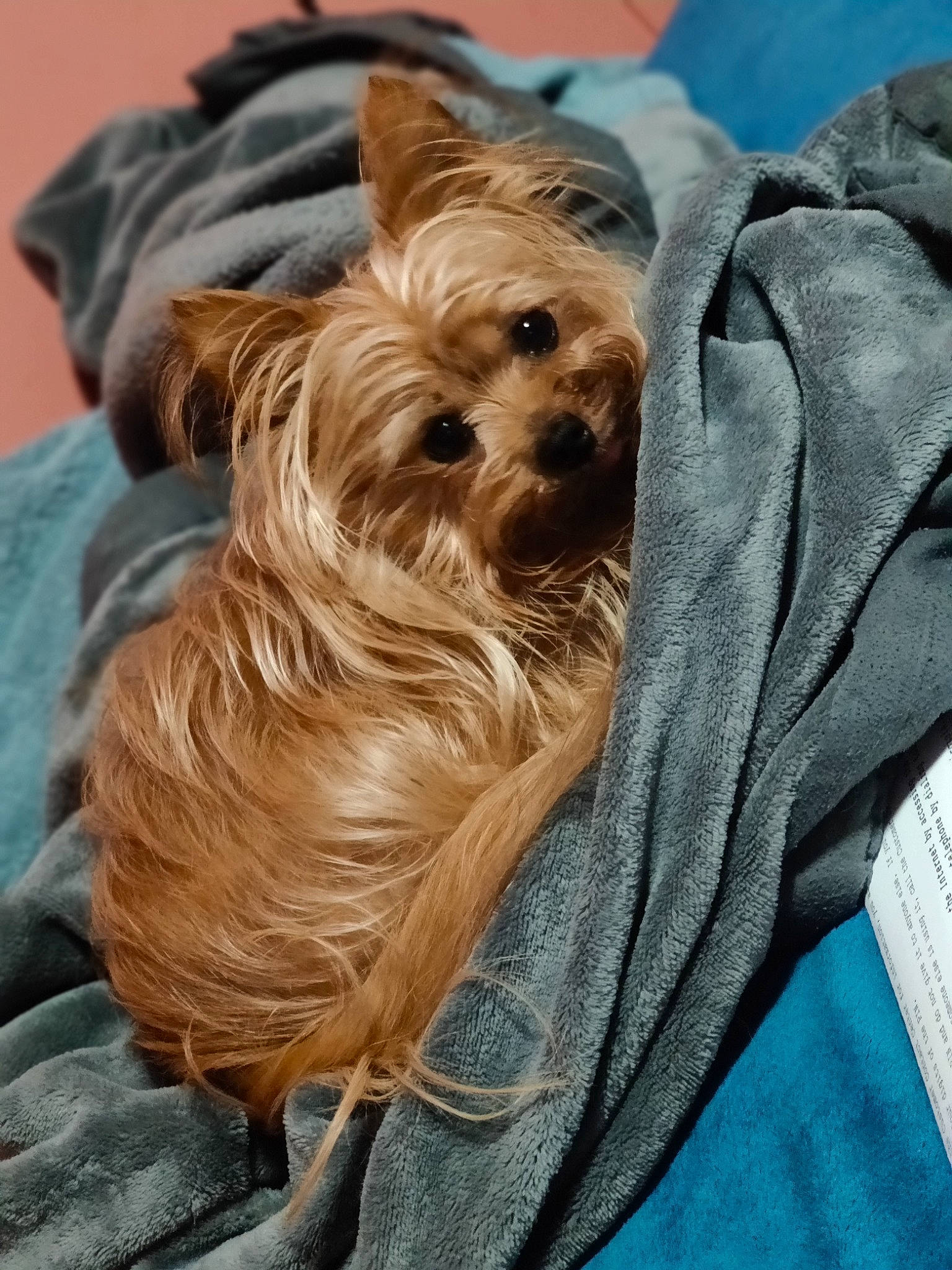 Lulu joined the competition — help win amazing prizes! biewer_terrier, canidae, carnivore, companion_dog, dog, dog_breed, dog_supply, electric_blue, fawn, fur, liver, mammal, small_terrier, snout, sporting_group, terrier, toy_dog, vertebrate, working_animal, yorkshire_terrier