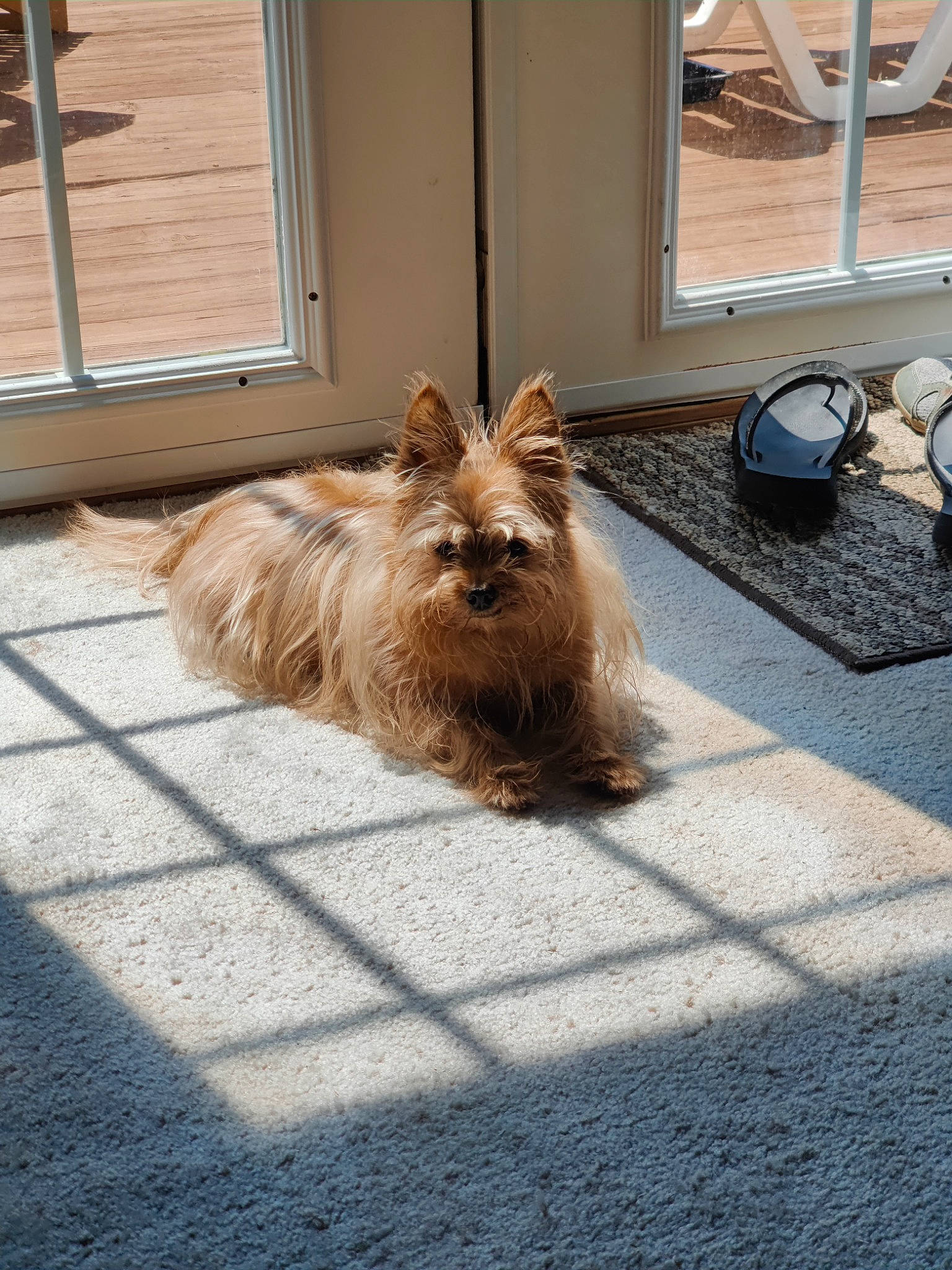 Lulu joined the competition — help win amazing prizes! asphalt, canidae, carnivore, companion_dog, dog, dog_breed, dog_supply, fawn, floor, flooring, fur, liver, road_surface, small_terrier, sporting_group, tail, toy_dog, whiskers, wood, working_animal