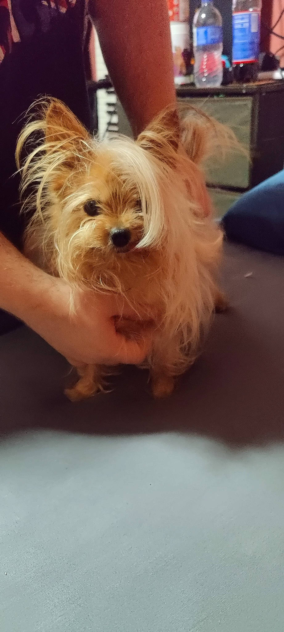 Lulu is registered to the contest to win money with this photo: biewer_terrier, blond, canidae, carnivore, companion_dog, dog, dog_breed, dog_supply, fawn, fur, liver, maltepoo, small_terrier, snout, sporting_group, terrier, toy_dog, whiskers, working_animal, yorkshire_terrier