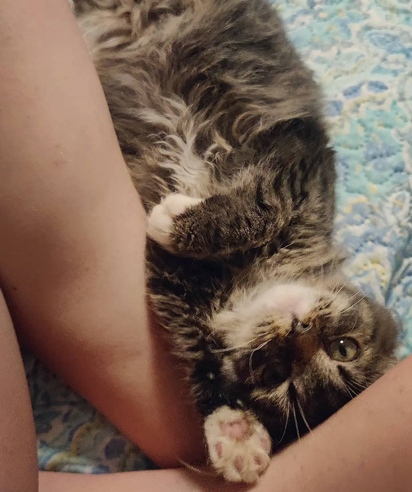 Willow joined the competition — help win amazing prizes! carnivore, cat, claw, comfort, domestic_short_haired_cat, felidae, finger, foot, fur, gesture, human_leg, nail, paw, small_to_medium_sized_cats, snout, tail, terrestrial_animal, thigh, toe, whiskers