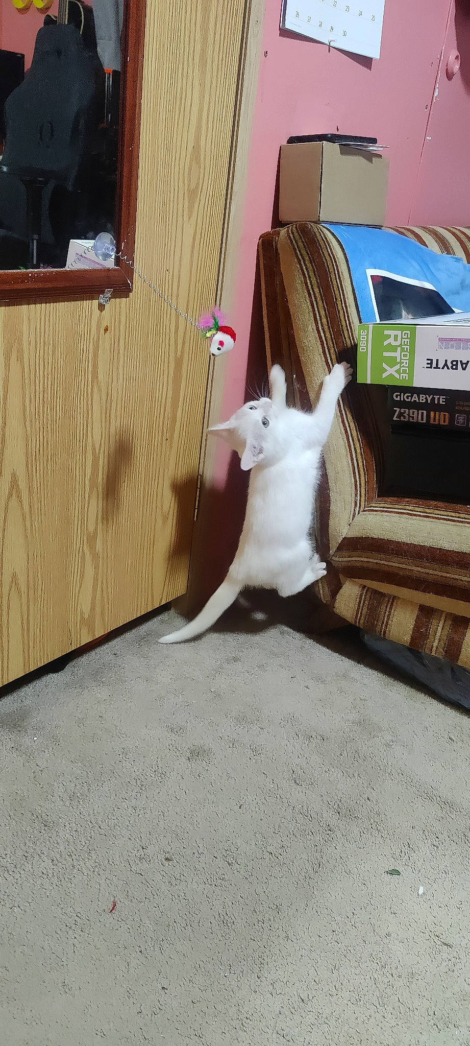 Casper is registered to the contest to win money with this photo: carnivore, cat, cockatoo, companion_dog, dog_breed, domestic_rabbit, fawn, felidae, floor, flooring, hardwood, rabbits_and_hares, small_to_medium_sized_cats, snout, sporting_group, tail, toy, vehicle_door, whiskers, wood