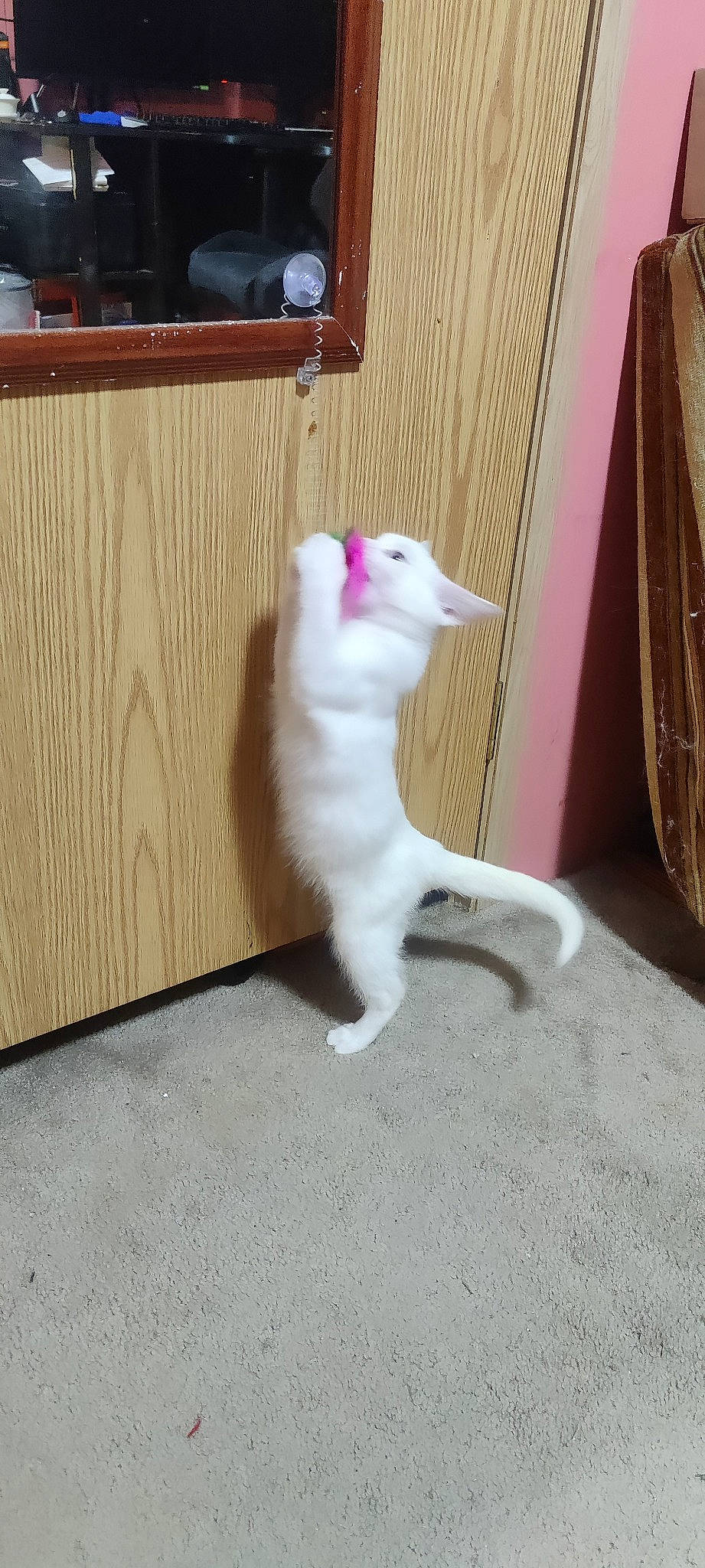 Casper is registered to the contest to win money with this photo: box, camera, canidae, carnivore, cat, claw, companion_dog, dog_breed, domestic_short_haired_cat, fawn, felidae, flooring, fur, hardwood, paw, small_to_medium_sized_cats, snout, tail, whiskers, wood