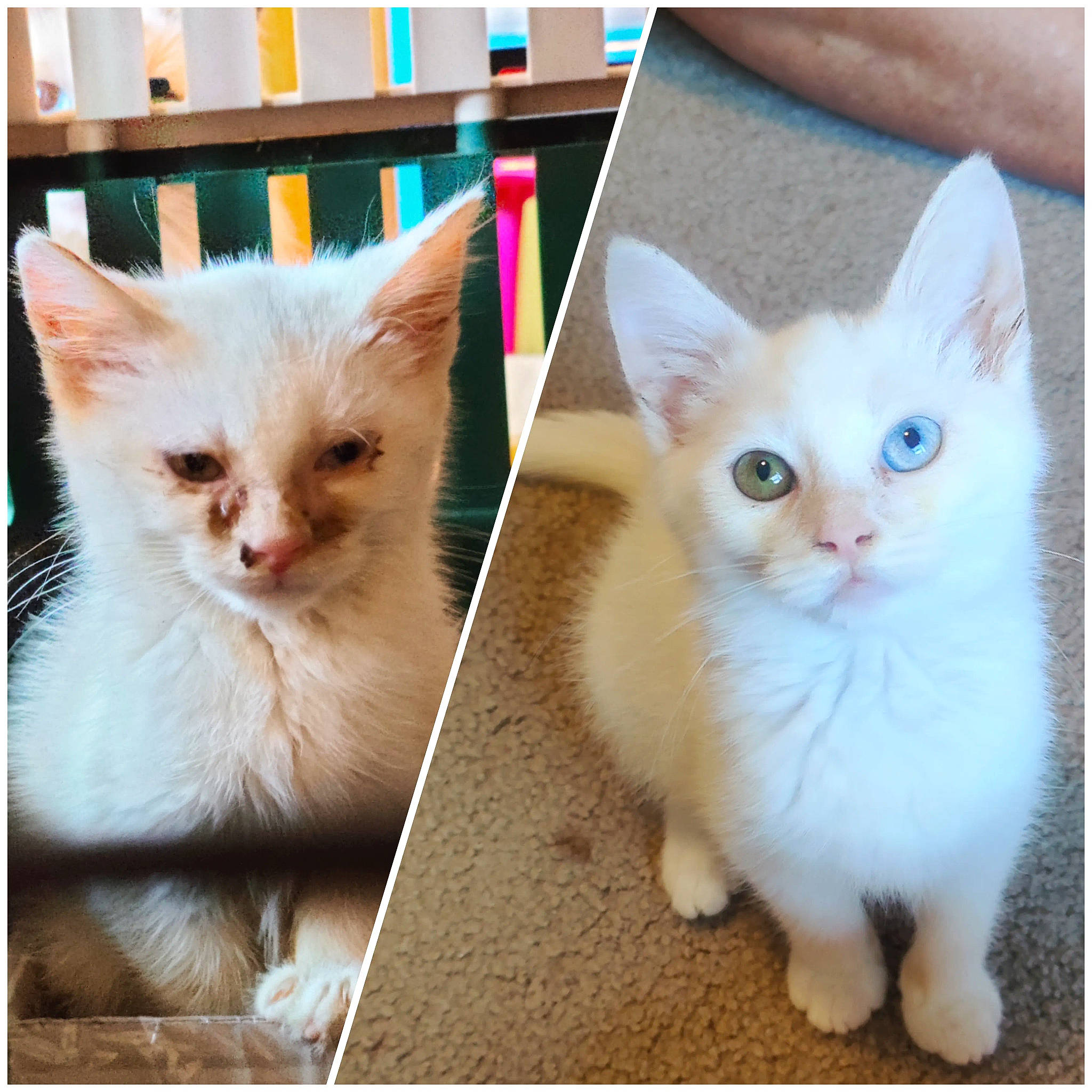 Casper is registered to the contest to win money with this photo: carnivore, cat, claw, domestic_short_haired_cat, fawn, felidae, fur, internet_meme, paw, photo_caption, rectangle, small_to_medium_sized_cats, snout, tail, whiskers, window