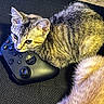 kitten, cat, gaming_controller, black, tabby, orange_cat, fluffy, pet, animal, cute, indoor, resting, fur, close_up, technology, electronics, playful, curious, texture, soft