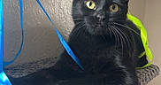 Ora is registered to the contest to win money with this photo: animal, black_cat, carpeted_shelf, cat, closeup, colorful_ribbons, curious, cute, domestic_cat, ears, feline, furniture, indoor, pet, playful, resting, ribbons, sitting, whiskers, yellow_eyes