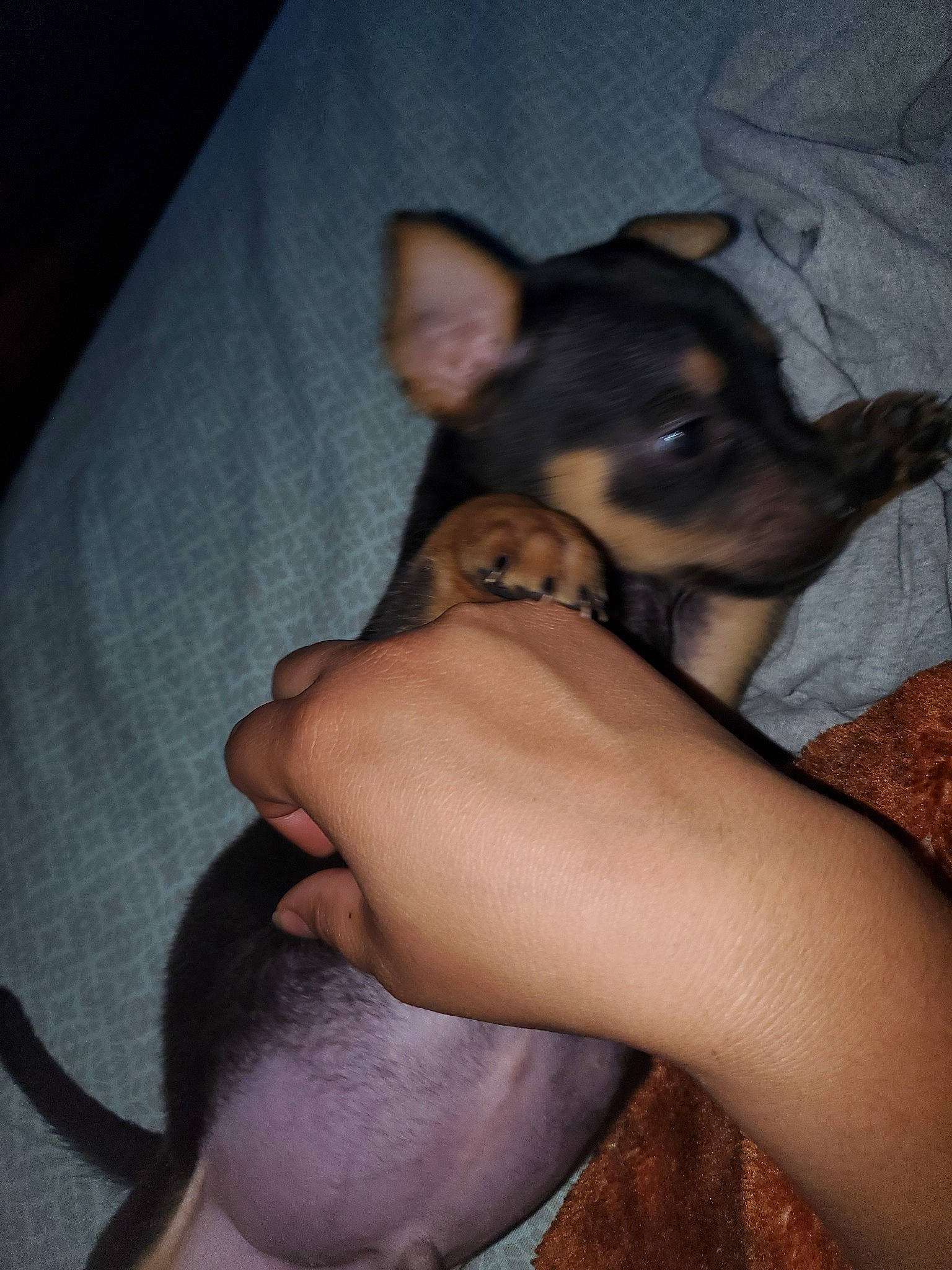 Fido joined the competition — help win amazing prizes! canidae, carnivore, chihuahua, dog, dog_breed, ear, english_toy_terrier, fawn, mammal, miniature_fox_terrier, miniature_pinscher, pinscher, prazsky_krysarik, puppy, russkiy_toy, snout, toy_dog, toy_fox_terrier, vertebrate