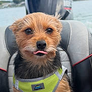 Buddy joined the competition — help win amazing prizes! dog, puppy, boat, life_jacket, outboard_motor, water, lake, shoreline, sky, outdoor, pet, animal, sitting, tongue, brown_fur, harness, travel, boating, portrait, funny