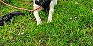 Shanna a rejoint le concours — aidez-le/la à gagner de superbes lots ! dog, husky, grass, leash, person, tree, car, suitcase, park, outdoor, white_dog, greenery, sidewalk, casual_clothing, daylight, nature, pet, animal, relaxing, people
