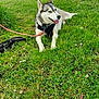dog, husky, grass, leash, person, tree, car, suitcase, park, outdoor, white_dog, greenery, sidewalk, casual_clothing, daylight, nature, pet, animal, relaxing, people