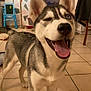 Shanna participe au concours pour gagner de l'argent avec cette photo : dog, husky, winking, tongue_out, indoor, tile_floor, lamp, chair, wall_art, pet, canine, playful, smiling, house, furniture, domestic, animal, cute, happy, portrait
