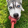 dog, husky, blue_eyes, toy, rope, grass, playful, pet, animal, outdoor, close_up, canine, fur, snout, ears, chewing, nature, greenery, daylight, fun