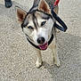 dog, siberian_husky, blue_eyes, leash, outdoor, pavement, canine, pet, animal, walking, happy, tongue_out, ears_up, fur, mammal, companion, standing, two_people, shoes, legs