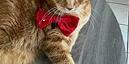 Carotte participe au concours pour gagner de l'argent avec cette photo : cat, ginger_cat, bow_tie, pet, feline, whiskers, paw, indoor, tile_floor, table, relaxed, portrait, close_up, fur, ear, collar, sitting, home, domestic_animal, cute