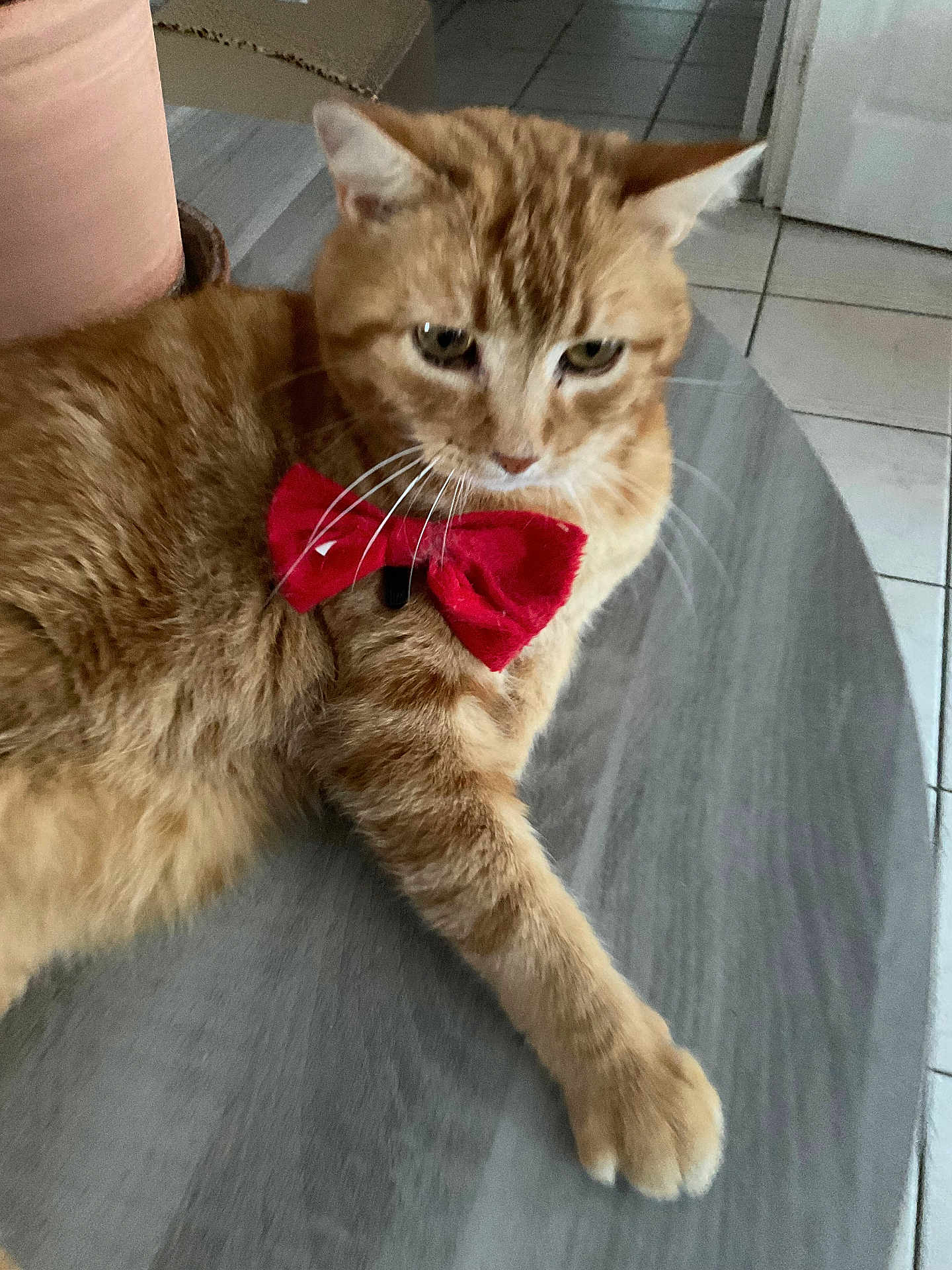 Carotte participe au concours pour gagner de l'argent avec cette photo : cat, ginger_cat, bow_tie, pet, feline, whiskers, paw, indoor, tile_floor, table, relaxed, portrait, close_up, fur, ear, collar, sitting, home, domestic_animal, cute