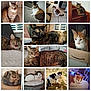 Carotte participe au concours pour gagner de l'argent avec cette photo : cat, collage, multiple_cats, tabby, tortoiseshell, calico, indoor, outdoor, basket, cardboard_box, stairs, sofa, cushion, bed, tile_floor, green_eyes, sleepy, resting, whiskers, pet