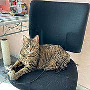 Mimie participe au concours pour gagner de l'argent avec cette photo : cat, tabby_cat, pet, office_chair, indoor, desk, computer_mouse, toy_mouse, scratching_post, cable, fur, whiskers, paws, tile_floor, sunlight, cozy, looking_at_camera, relaxed, home_office, chair_wheels