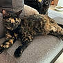 cat, tortoiseshell_cat, gray_cat, sofa, couch, pet, indoor, feline, lounging, relaxed, photobomb, whiskers, fur, eyes, potted_plant, floor_tiles, pet_bowl, cushion, living_room, home