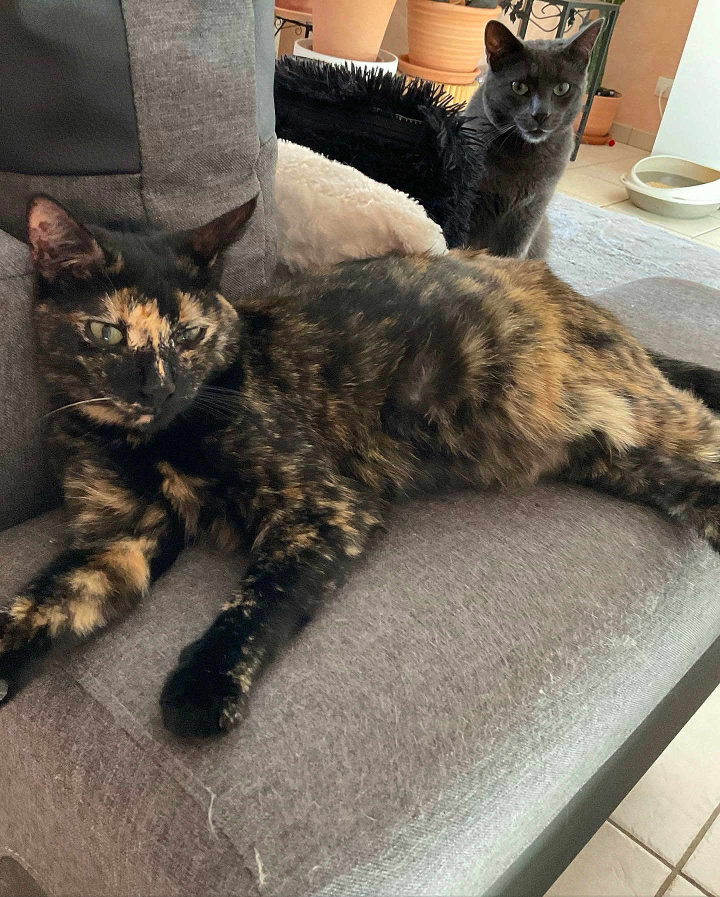 Hibou participe au concours pour gagner de l'argent avec cette photo : cat, tortoiseshell_cat, gray_cat, sofa, couch, pet, indoor, feline, lounging, relaxed, photobomb, whiskers, fur, eyes, potted_plant, floor_tiles, pet_bowl, cushion, living_room, home