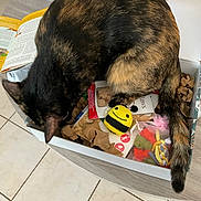 Hibou a rejoint le concours — aidez-le/la à gagner de superbes lots ! cat, tortoiseshell, box, toy, bee_toy, cardboard, tail, ear, fur, table, tile_floor, paper, packaging, indoor, home, curious, playful, feline, pet, close_up