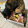 cat, tortoiseshell, box, toy, bee_toy, cardboard, tail, ear, fur, table, tile_floor, paper, packaging, indoor, home, curious, playful, feline, pet, close_up
