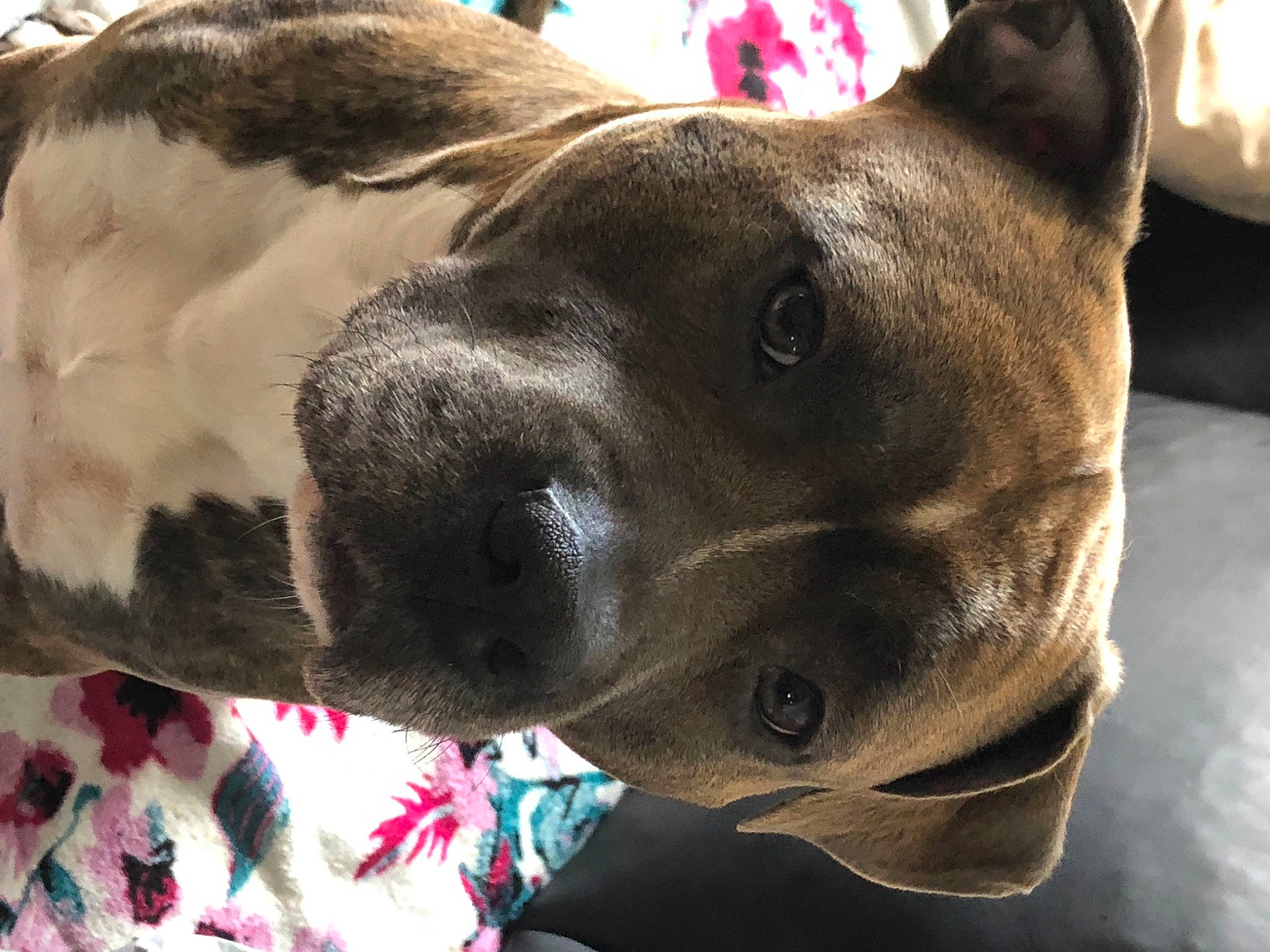 Oslo a rejoint le concours — aidez-le/la à gagner de superbes lots ! canidae, carnivore, collar, companion_dog, dog, dog_breed, dog_collar, dog_supply, ear, fawn, fur, giant_dog_breed, guard_dog, jaw, pet_supply, selfie, snout, sporting_group, whiskers, working_animal