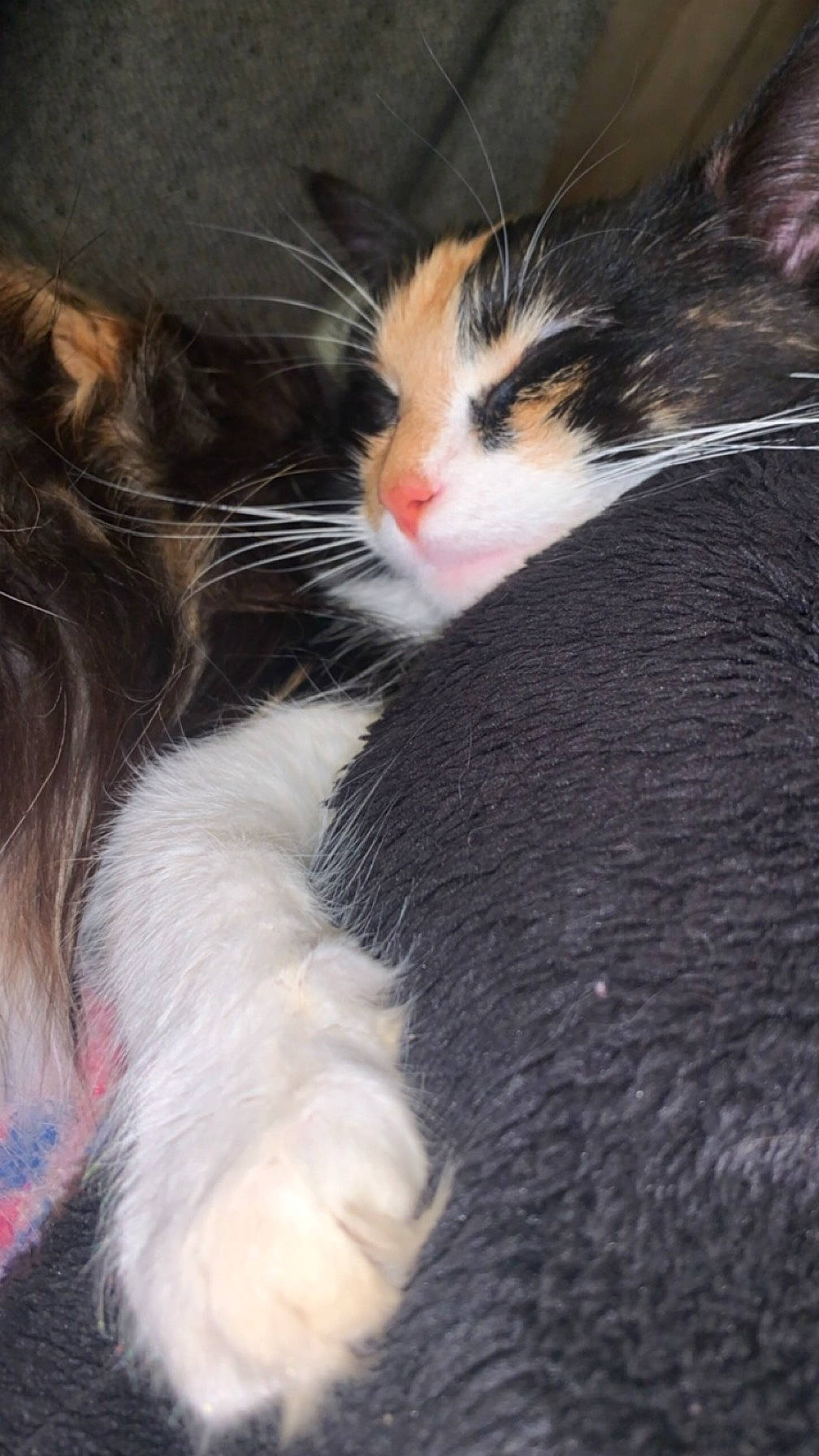 Xena is registered to the contest to win money with this photo: carnivore, cat, claw, comfort, domestic_short_haired_cat, eye, felidae, fur, grass, hair, head, paw, plant, small_to_medium_sized_cats, snout, tail, terrestrial_animal, tree, whiskers