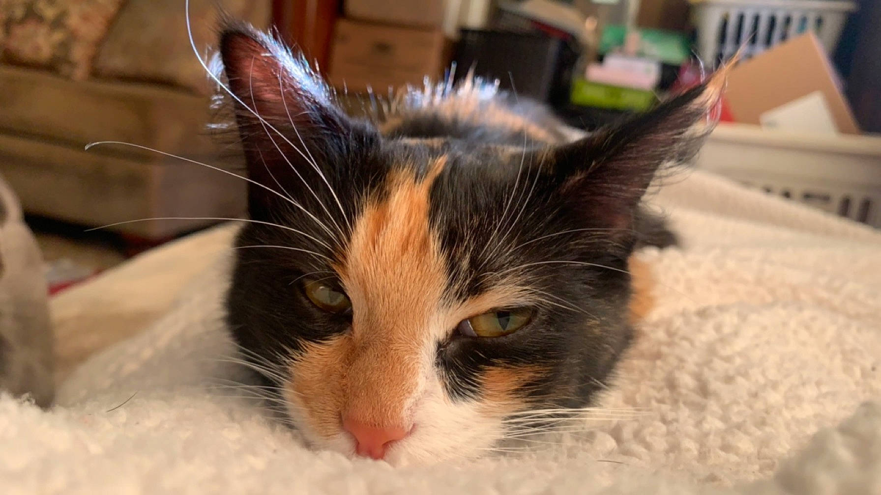 Xena joined the competition — help win amazing prizes! carnivore, cat, domestic_short_haired_cat, felidae, fur, paw, small_to_medium_sized_cats, snout, whiskers