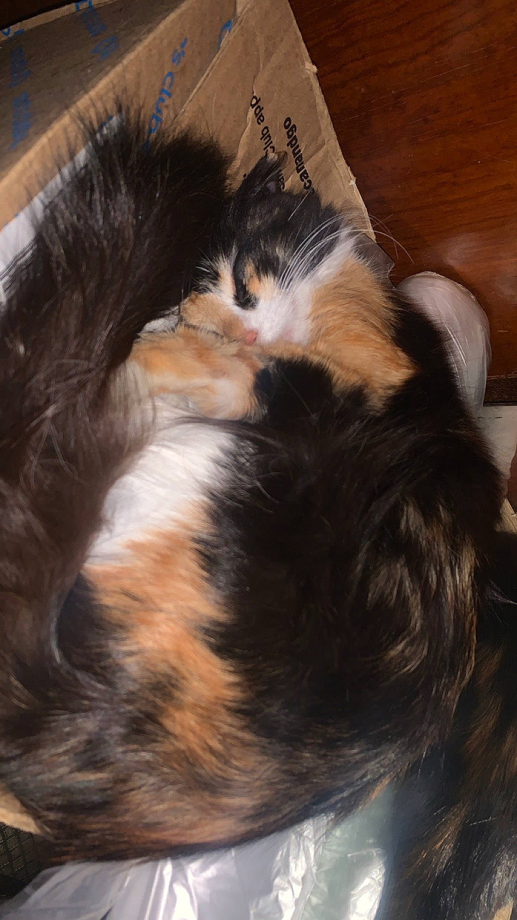 Xena joined the competition — help win amazing prizes! canidae, carnivore, cat, claw, comfort, companion_dog, dog_breed, ear, felidae, fur, hardwood, nap, natural_material, small_to_medium_sized_cats, snout, sporting_group, tail, terrestrial_animal, whiskers, wood