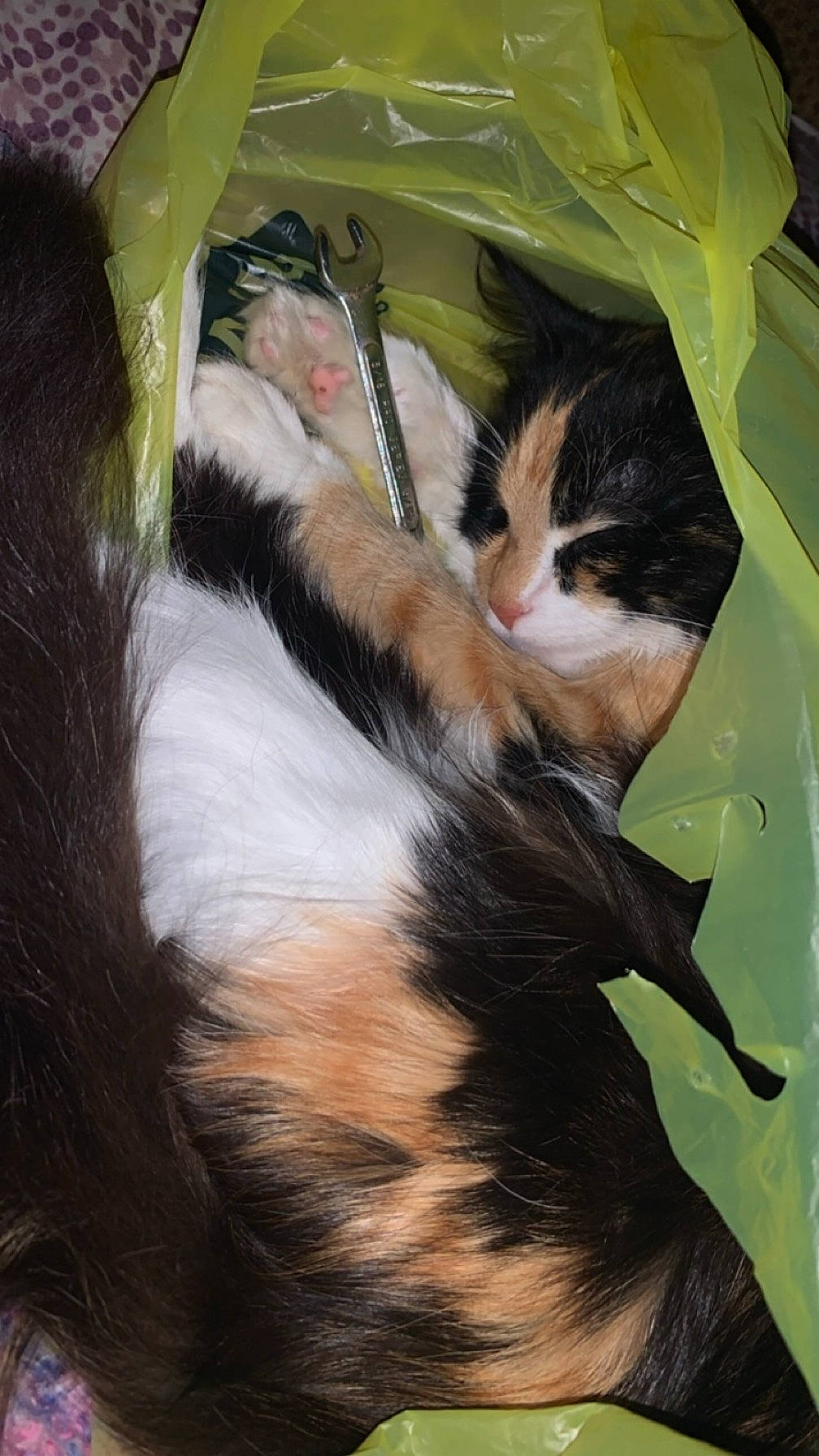 Xena joined the competition — help win amazing prizes! canidae, carnivore, cat, claw, comfort, domestic_short_haired_cat, fawn, feather, felidae, foot, fur, paw, small_to_medium_sized_cats, snout, tail, terrestrial_animal, tree, whiskers, wildlife, wood