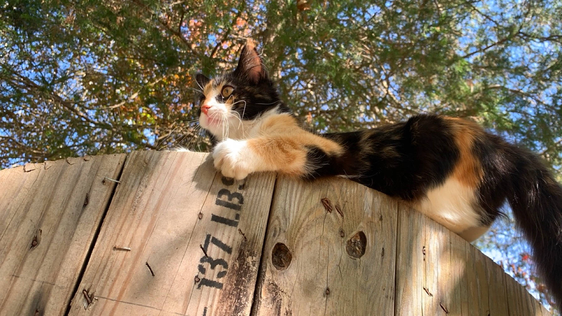 Xena is registered to the contest to win money with this photo: carnivore, cat, domestic_short_haired_cat, fawn, felidae, fur, grass, hardwood, plank, plant, sky, small_to_medium_sized_cats, snout, sunlight, tail, tree, trunk, whiskers, wood, wood_stain
