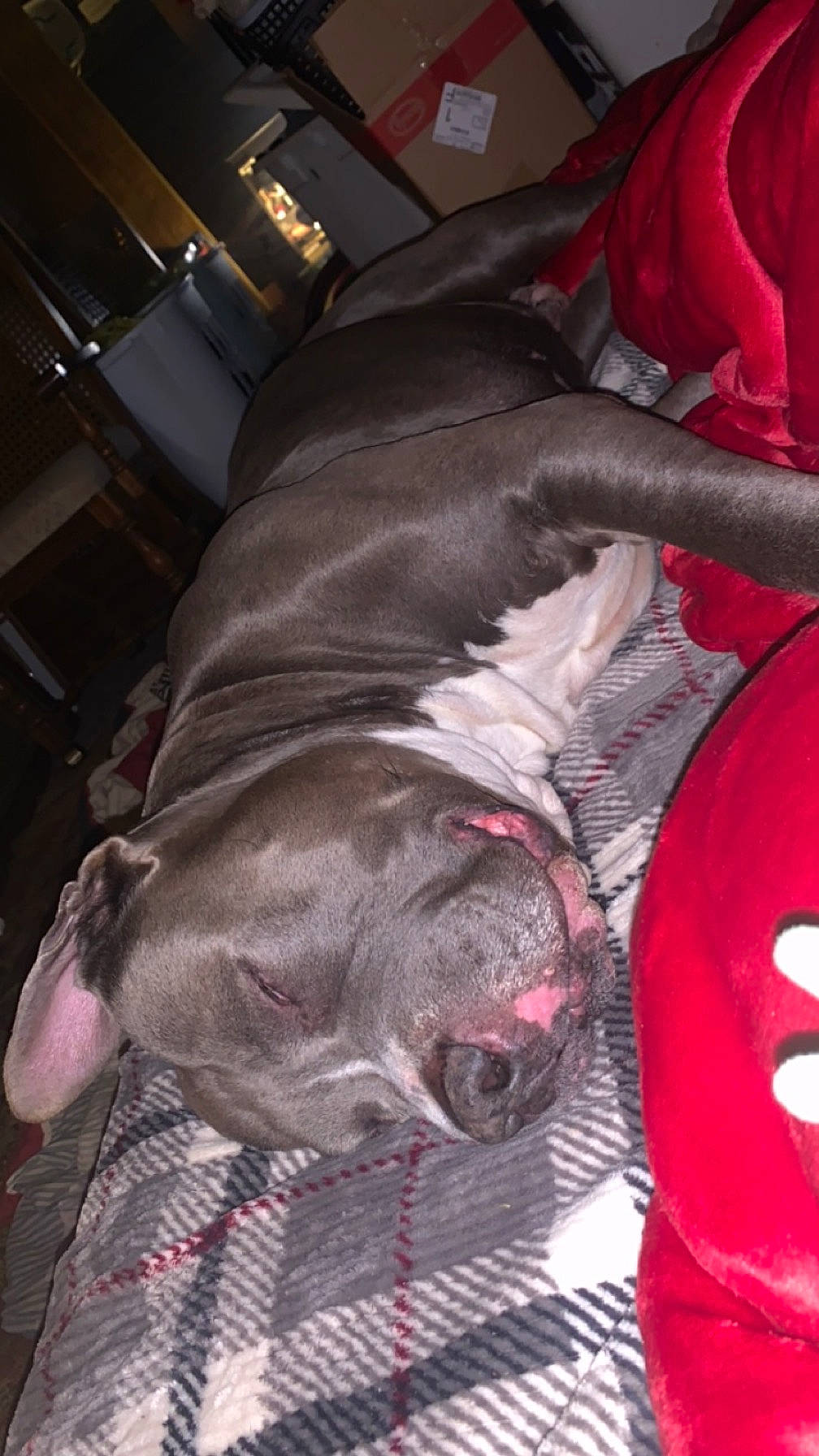 Boomer is registered to the contest to win money with this photo: canidae, carmine, carnivore, collar, comfort, companion_dog, dog, dog_breed, dog_collar, dog_supply, fawn, fur, guard_dog, jaw, liver, snout, sporting_group, tail, whiskers, working_animal