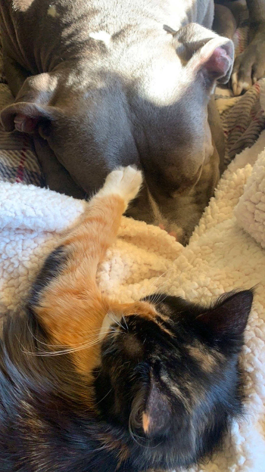 Boomer is registered to the contest to win money with this photo: canidae, carnivore, cat, comfort, dog, dog_breed, domestic_short_haired_cat, fawn, felidae, fur, liver, paw, small_to_medium_sized_cats, snout, sporting_group, tail, terrestrial_animal, vertebrate, whiskers, working_animal