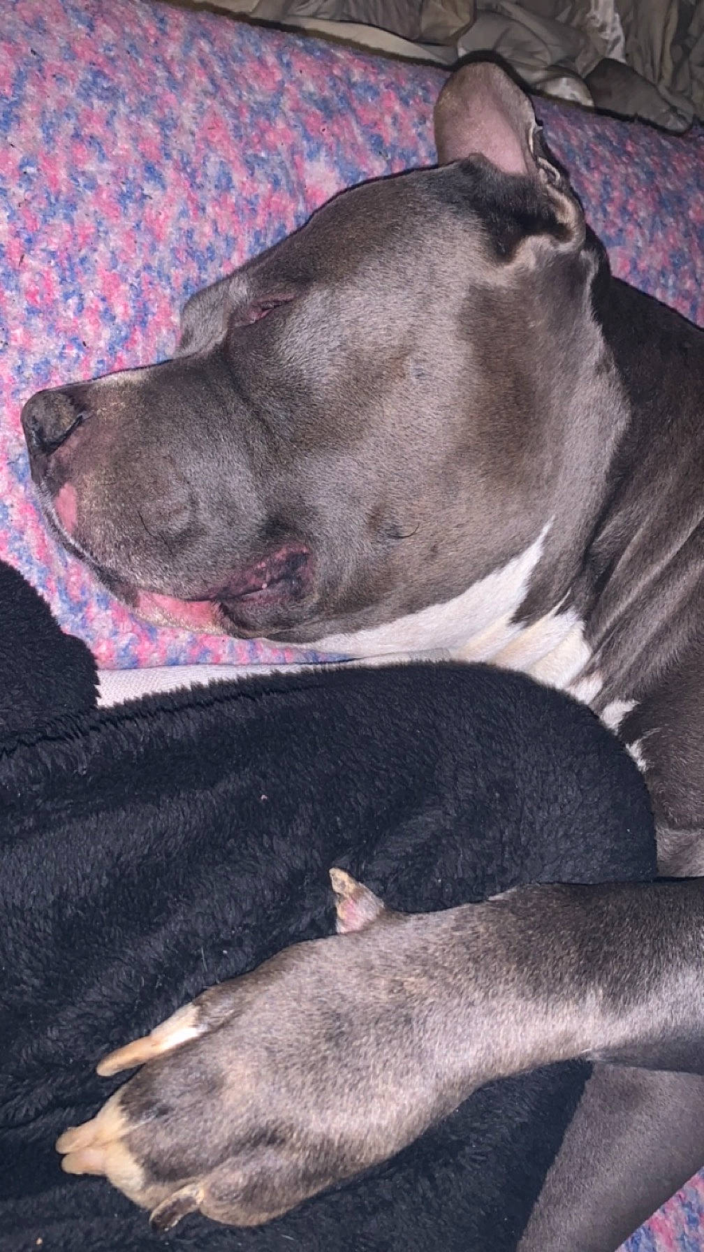 Boomer is registered to the contest to win money with this photo: canidae, carnivore, comfort, companion_dog, dog, dog_breed, fawn, fur, great_dane, grey, nap, non_sporting_group, painting, sleep, snout, sporting_group, terrestrial_animal, visual_arts, whiskers, working_animal