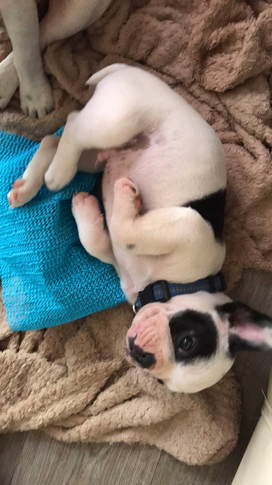 Rocky participe au concours pour gagner de l'argent avec cette photo : blue, bulldog, canidae, carnivore, comfort, companion_dog, dog, dog_breed, fawn, fur, mammal, nail, nap, paw, snout, sporting_group, tail, terrestrial_animal, toy_dog, working_animal