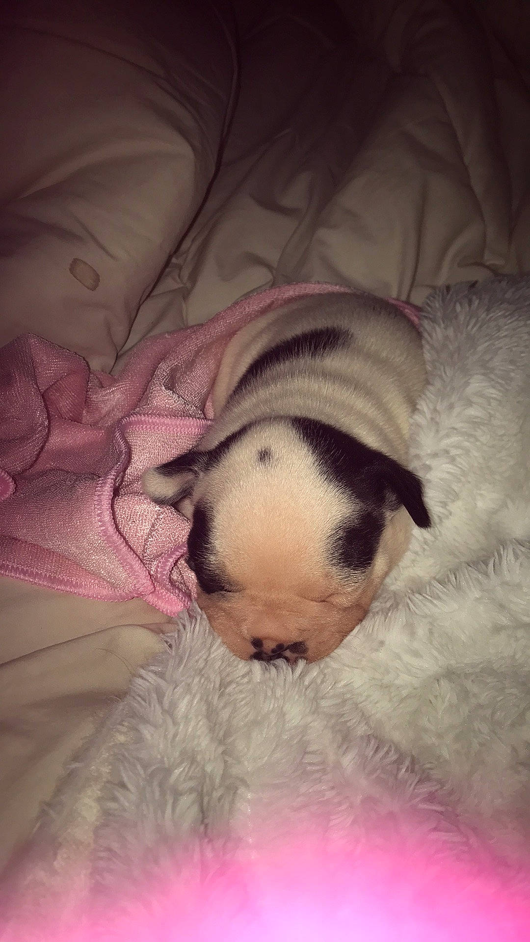 Rocky participe au concours pour gagner de l'argent avec cette photo : carnivore, comfort, companion_dog, couch, dog, dog_breed, ear, eye, fawn, fur, linens, paw, snout, sporting_group, stuffed_toy, terrestrial_animal, toy, toy_dog, whiskers, working_animal