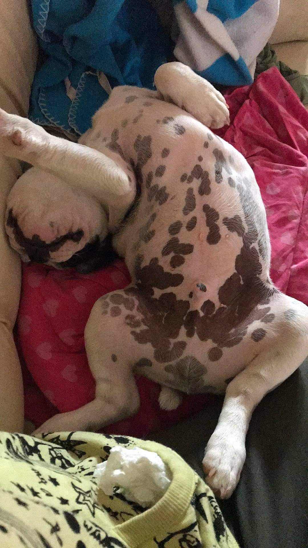 Rocky a rejoint le concours — aidez-le/la à gagner de superbes lots ! abdomen, canidae, carmine, chest, child, comfort, companion_dog, dog_breed, flesh, fur, human_leg, knee, linens, pattern, sleeve, suidae, terrestrial_animal, thigh, toy, trunk