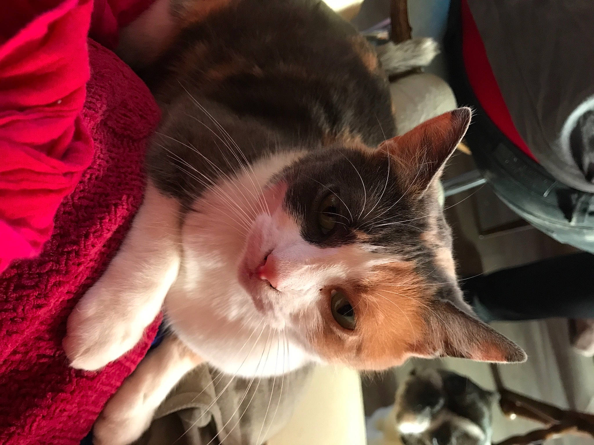 Orage a rejoint le concours — aidez-le/la à gagner de superbes lots ! carnivore, cat, claw, comfort, domestic_short_haired_cat, ear, event, felidae, fur, lap, magenta, paw, small_to_medium_sized_cats, snout, tail, tree, whiskers