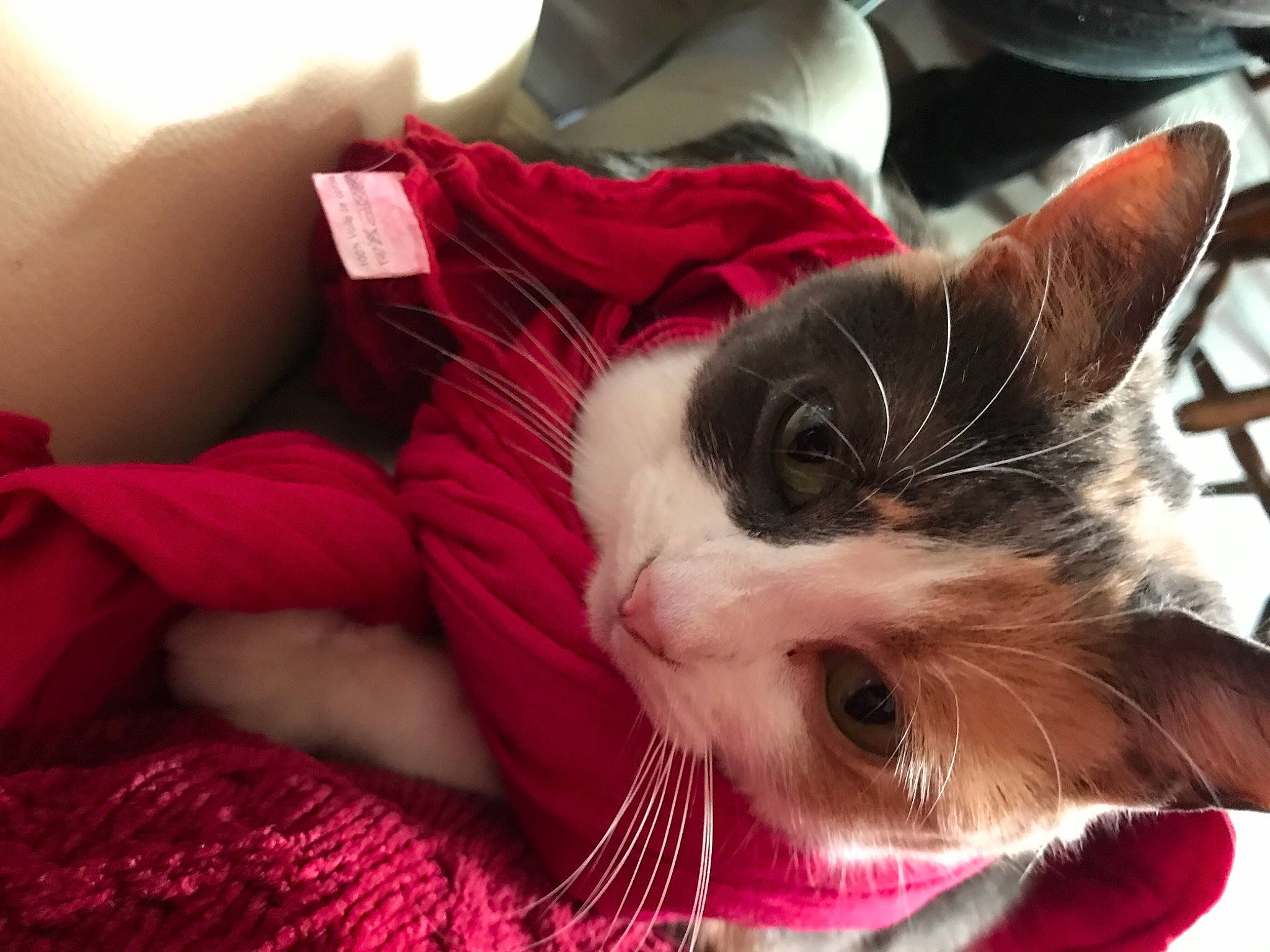 Orage participe au concours pour gagner de l'argent avec cette photo : carnivore, cat, claw, comfort, domestic_short_haired_cat, ear, eye, felidae, foot, fur, linens, magenta, nap, paw, small_to_medium_sized_cats, snout, whiskers