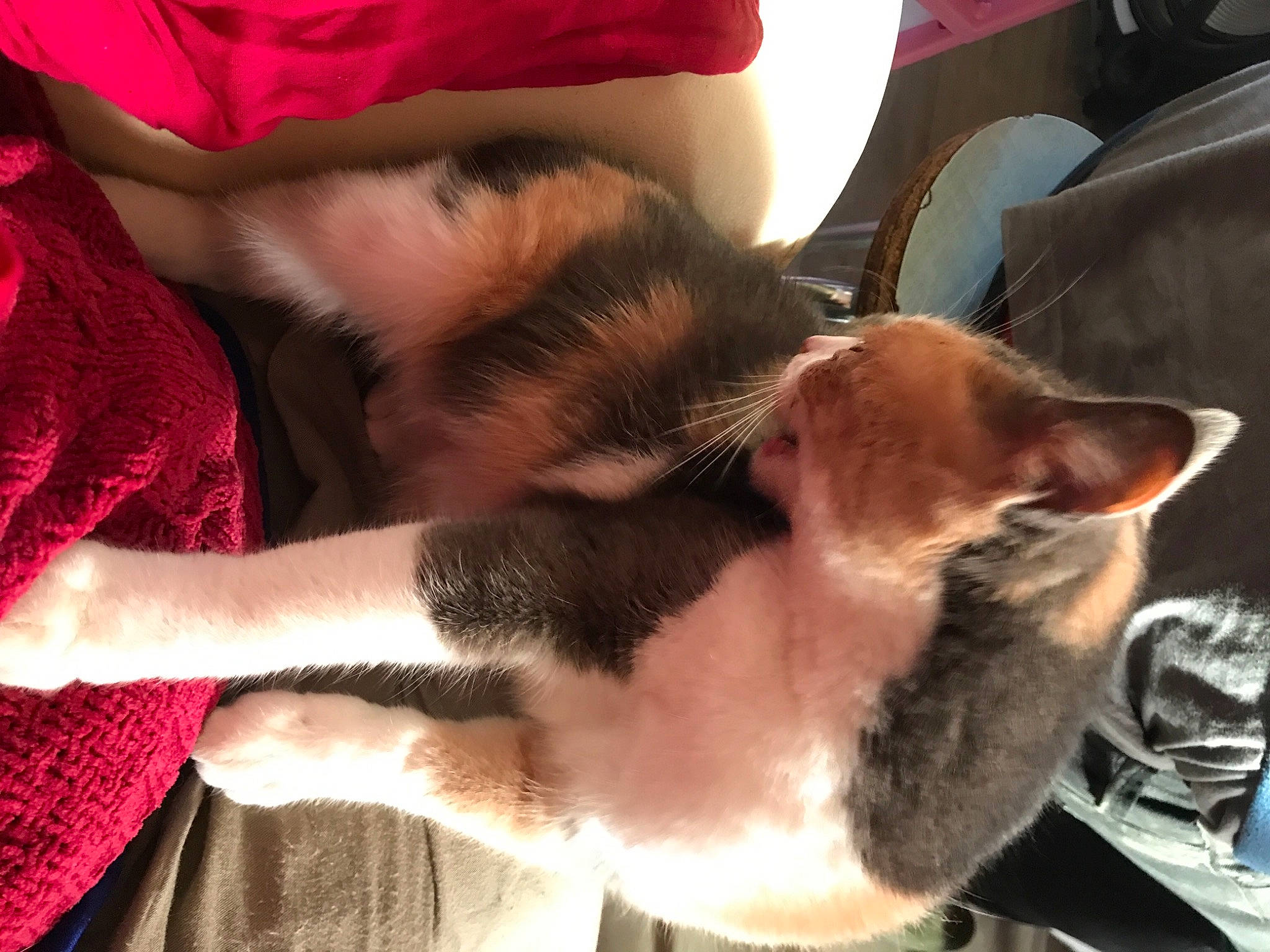 Orage participe au concours pour gagner de l'argent avec cette photo : canidae, carnivore, cat, chair, claw, comfort, companion_dog, dog_breed, domestic_short_haired_cat, ear, felidae, fur, gesture, human_leg, lap, paw, small_to_medium_sized_cats, sporting_group, tail, whiskers