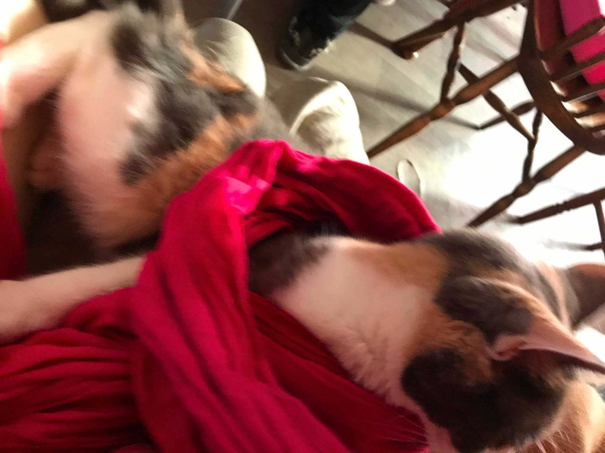 Orage participe au concours pour gagner de l'argent avec cette photo : beard, carnivore, cat, comfort, companion_dog, dog_breed, fawn, felidae, fur, linens, magenta, mammal, nap, paw, sleep, small_to_medium_sized_cats, snout, tail, tree, whiskers