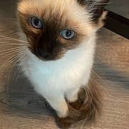 Neige a rejoint le concours — aidez-le/la à gagner de superbes lots ! animal, blue_eyes, cat, close_up, curious, cute, domestic_animal, ears, feline, floor, fur, indoor, looking_up, pet, portrait, siamese_cat, sitting, soft_lighting, whiskers, wooden_floor