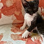 Aries is registered to the contest to win money with this photo: kitten, black_and_white, cat, pet, animal, feline, young, whiskers, ears, paws, curious, sitting, blanket, soft_texture, indoor, cute, small, fur, playful, closeup