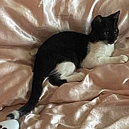 Aries is registered to the contest to win money with this photo: cat, black_and_white, pet, animal, feline, satin, bedding, bed, lying_down, indoor, fur, tail, resting, curious, alert, soft_light, cozy, texture, close_up, domestic