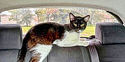 Aries joined the competition — help win amazing prizes! cat, black_and_white, car_interior, back_seat, window, seatbelt, pet, animal, curious, feline, domestic_cat, indoor, resting, looking, whiskers, ears, tail, fur, vehicle, daylight