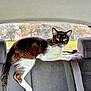 animal, back_seat, black_and_white, car_interior, cat, curious, daylight, domestic_cat, ears, feline, fur, indoor, looking, pet, resting, seatbelt, tail, vehicle, whiskers, window