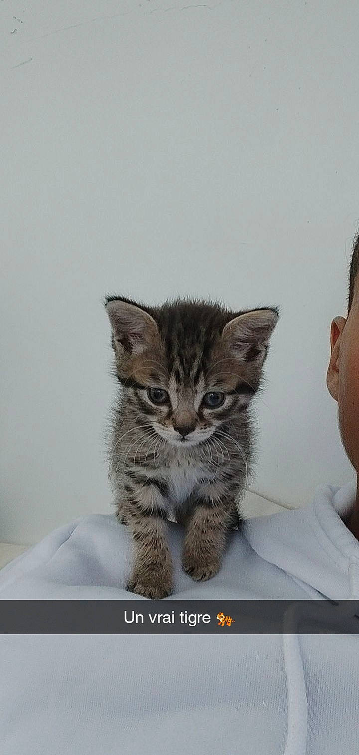 Twix participe au concours pour gagner de l'argent avec cette photo : carnivore, cat, claw, comfort, domestic_short_haired_cat, ear, fawn, felidae, fur, gesture, paw, photo_caption, sitting, small_to_medium_sized_cats, tail, terrestrial_animal, whiskers, wildlife