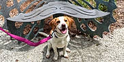 Reba is registered to the contest to win money with this photo: dog, leash, outdoor, metal_sculpture, butterfly, gravel, plant, greenery, happy, pet, animal, nature, art, sculpture, smiling, sitting, daytime, garden, park, brown_and_white